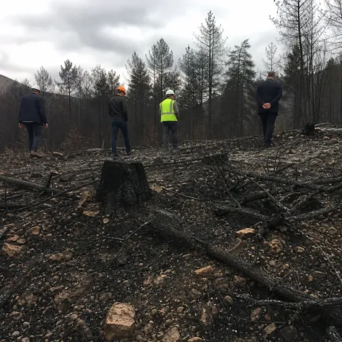 L'État sacrifie les forêts du Sud pour sauver les châteaux de la Loire