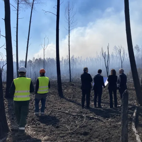 Macron et Bruxelles brûlent les forêts de Gironde pour des panneaux solaires chinois